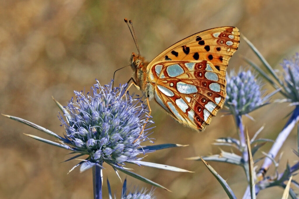 Bilde av sommerfugl og blå blomst